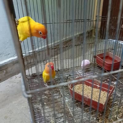 yellow color love birds
