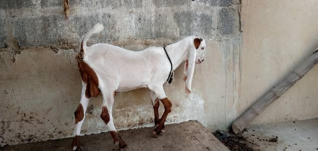 bakra for sell age 6 months