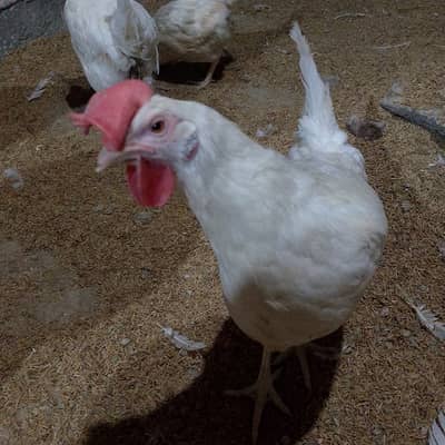 Layer Mix Breed Chickens for Sale