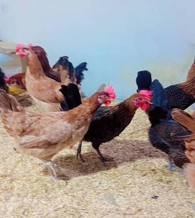 7 Misri Egg laying hens