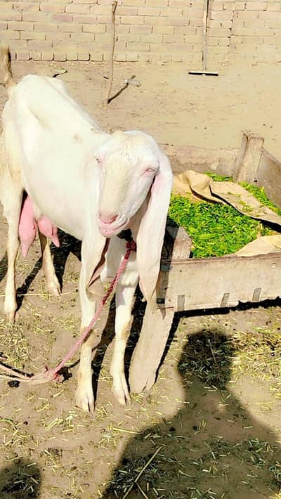 Rajanpuri bakri