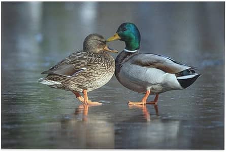 Healthy Duck Pair for Sale  Beautiful Male & Female