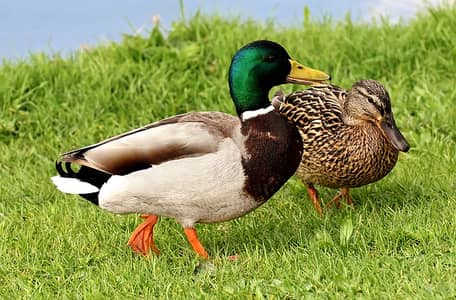 Healthy Duck Pair for Sale  Beautiful Male & Female