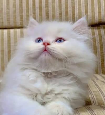 Persian female kitten for sale My WhatsApp number 0325-022-6756