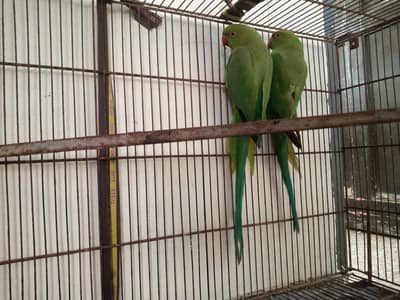 Ring Neck Parrots for urgent sale