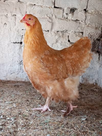 female golden heavy buff