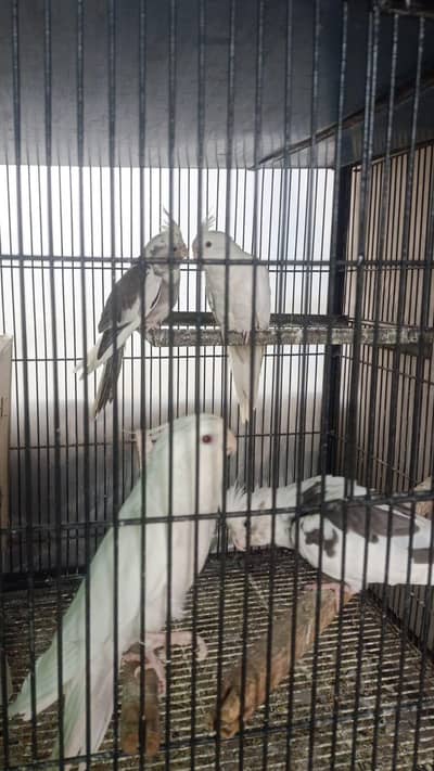 red eyes eno cocktails