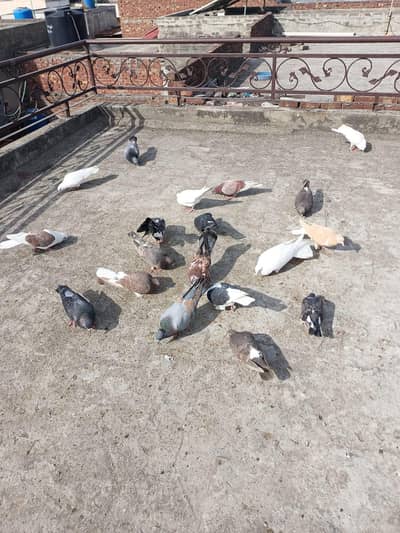 sherazi kabootar for sale