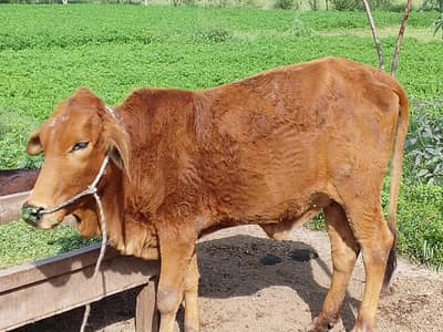 Beautiful cow sahiwal Nasal