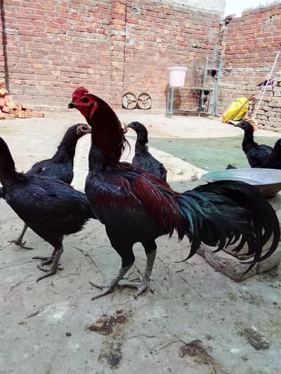 Thai chicks for sale