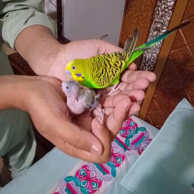 budgies parrot with eggs and chicks