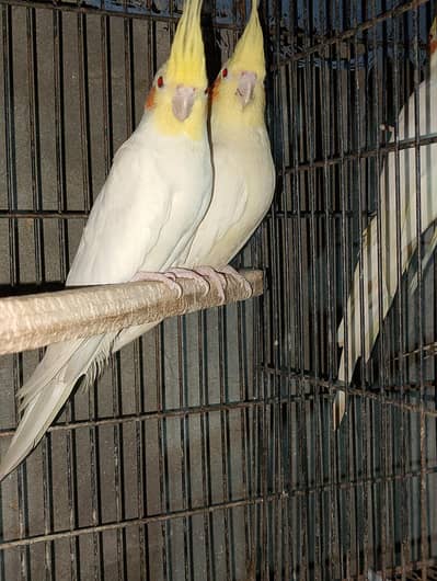 cocktail Lovebird budiges hen