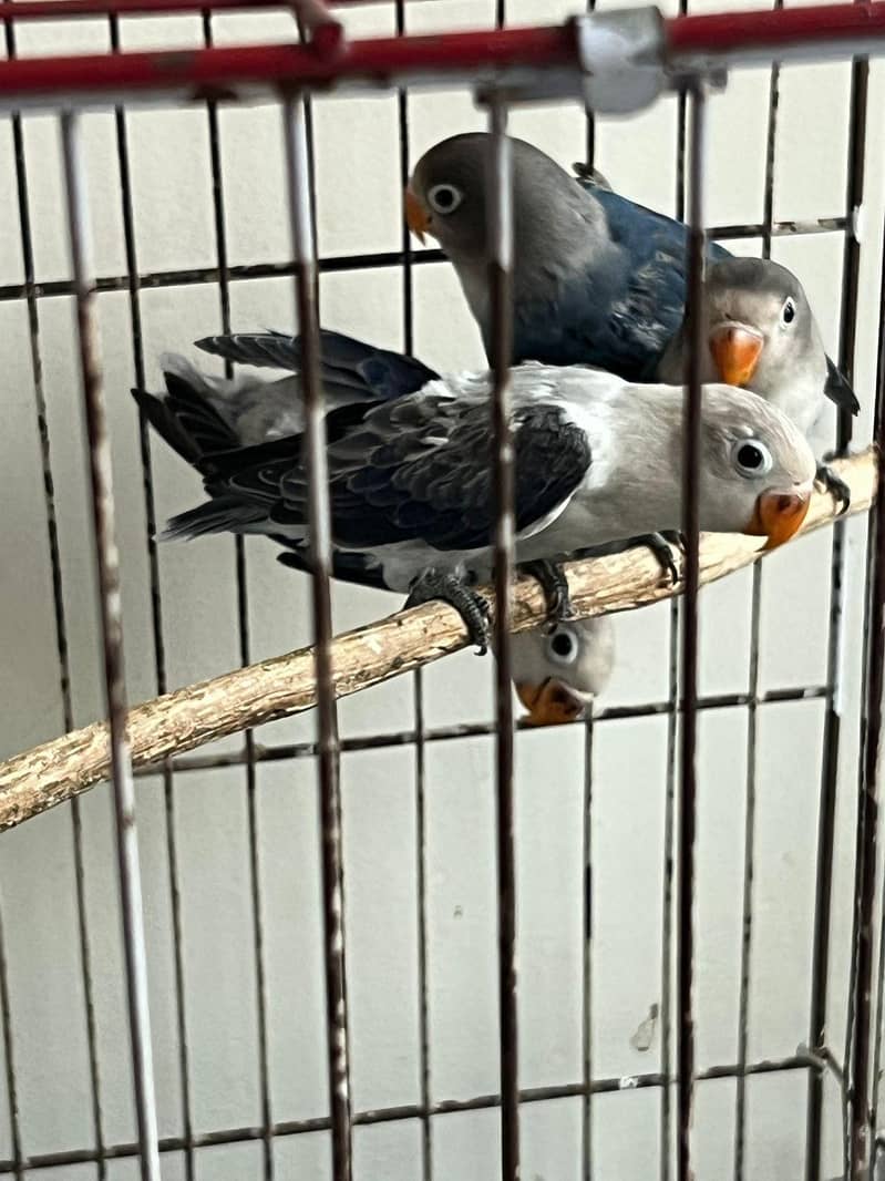 3 love birds for sale 0