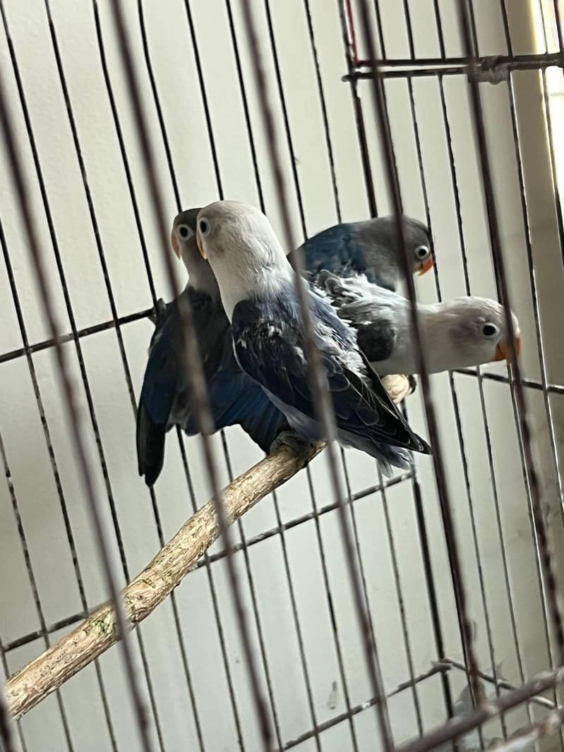 3 love birds for sale 1