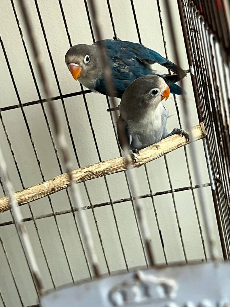 3 love birds for sale 2