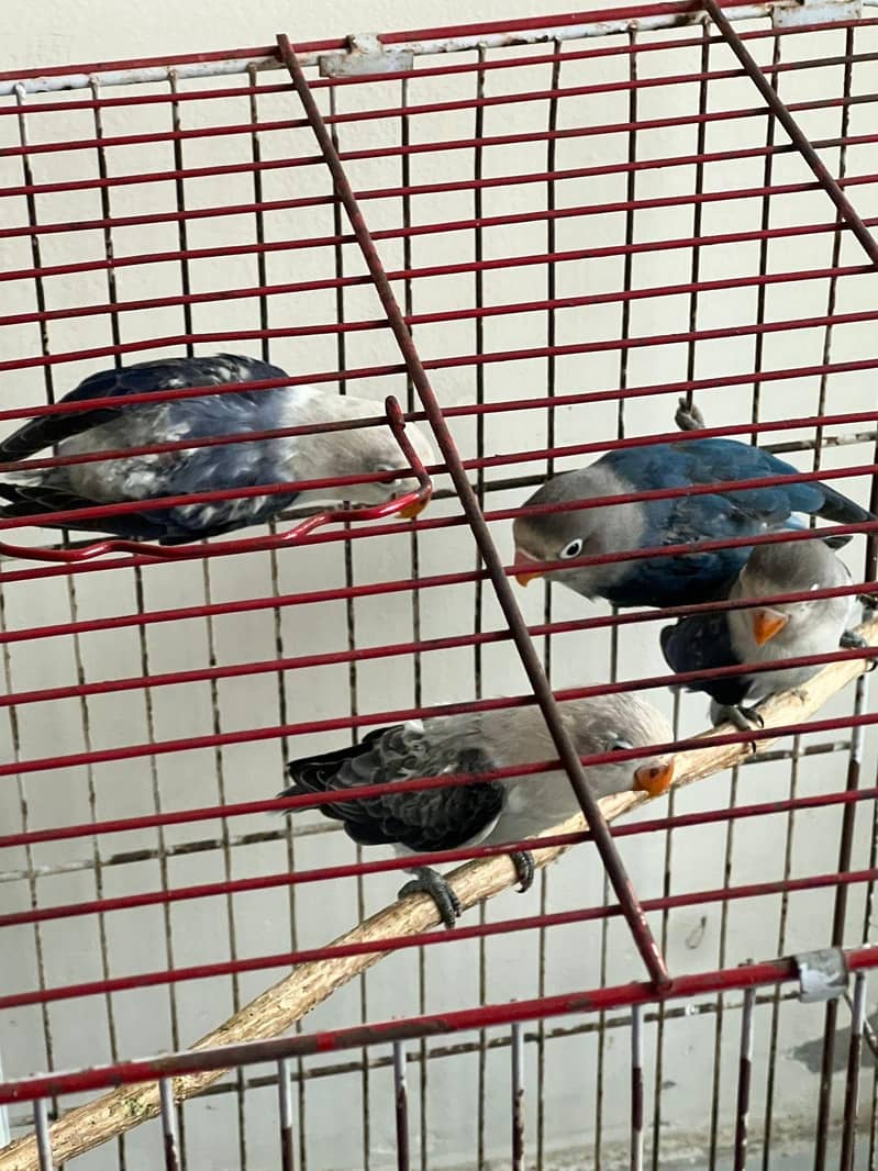 3 love birds for sale 3