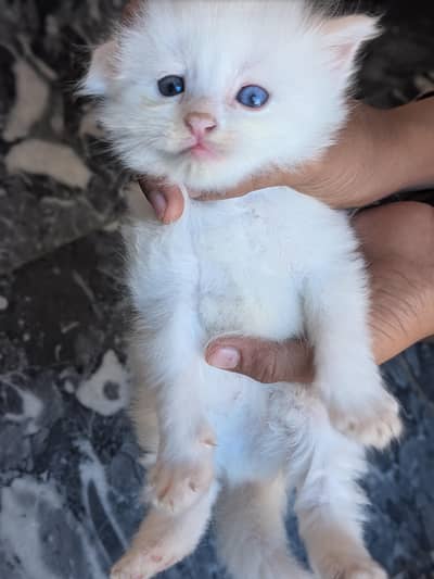 Healthy Playful Kitten for Sale – Very Cute & Friendly