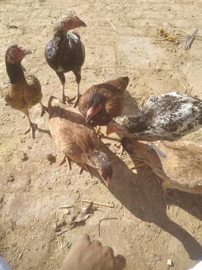 Oxford Breed Murghay Murghiayn-۵Mahine umar (۴female۲male)