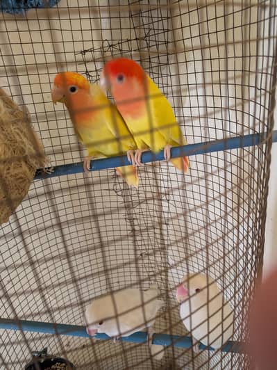 lovebirds red eye and albino red eyes 2 pair