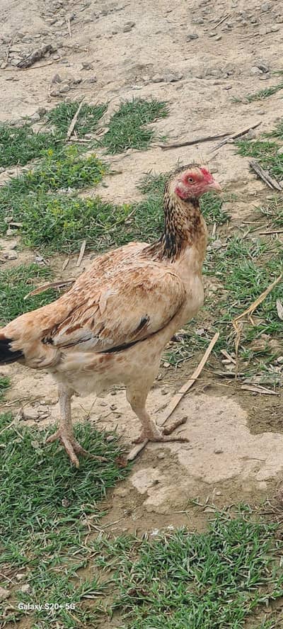 2 aseek mainwali murgis for sale