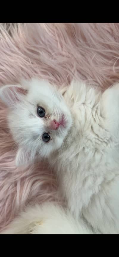 2 Semi Punch face Triple costed white color Persian kittens