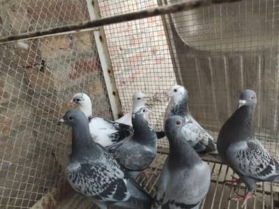 pigeons for sale