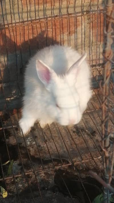 Rabbits Babys rabbits Bunnies babies rabbits red eyes rabbits white