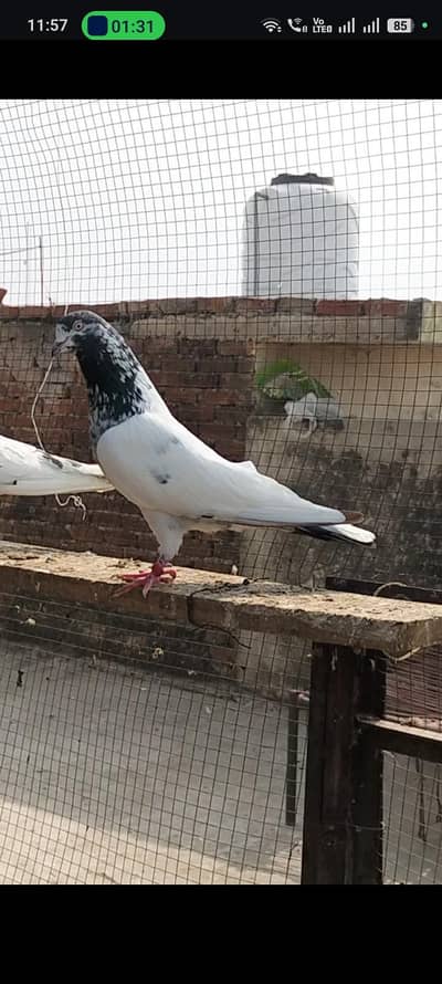Pigeon For Sale