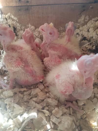 cocktail chiks . 03081250912