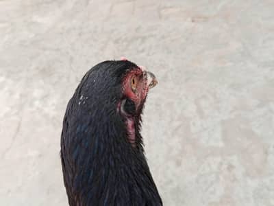 2 aseel hens for sale