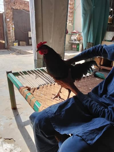 aseel murgha lrai wala 03069492844