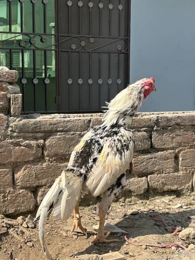 Assel murga for sale urgent