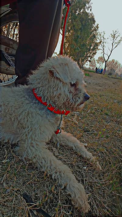 Full trained four months puppy