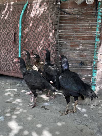 Aseel setup for sale murgiyan or pathiyan ha for sale