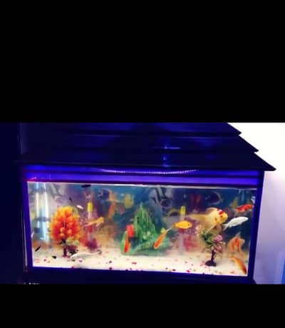 Fish Aquarium 10/10
