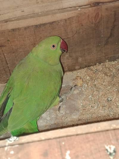 parrot breeder pair