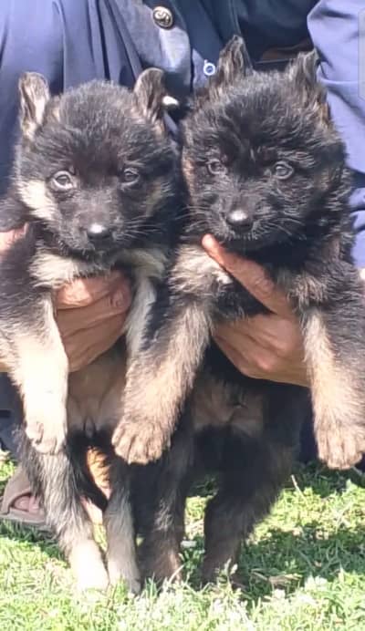 German Shepherd pair | gsd | dog | long coat dog