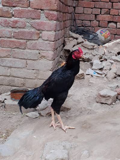 aseel burmi plus Pakistani