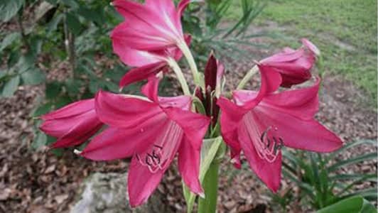 Crinums plants