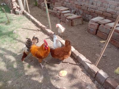 1 good quality male or 4 eggs laying female for sale no. 03265300290