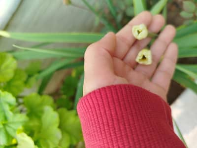 Used 6‑Seater Wooden Dining Table Set with 4 Chairs – Good Condition
