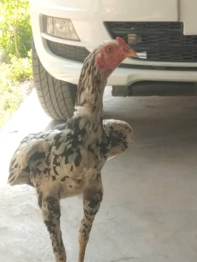 aseel home breed in very very low price