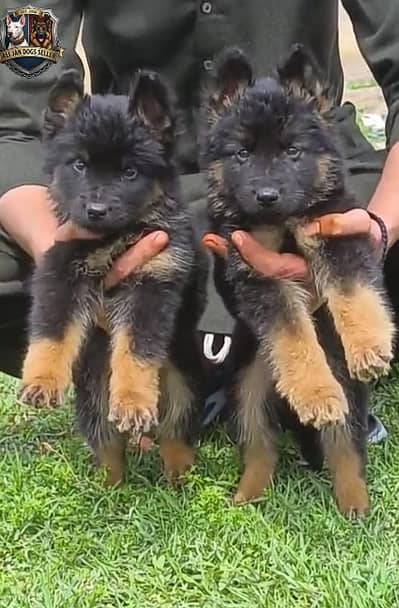 Black n tan German Shepherd | German Shepherd puppies pair | long coat