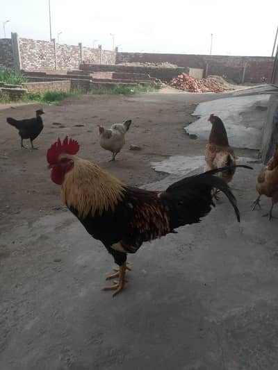 Andy deny wali 4 female murghian aek breeder