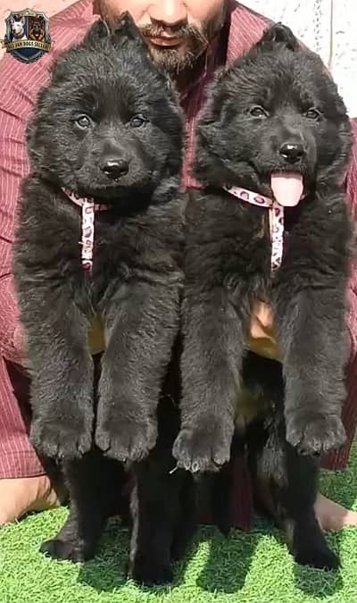 black Shepherd |Black German Shepherd puppy | Gsd puppies pair