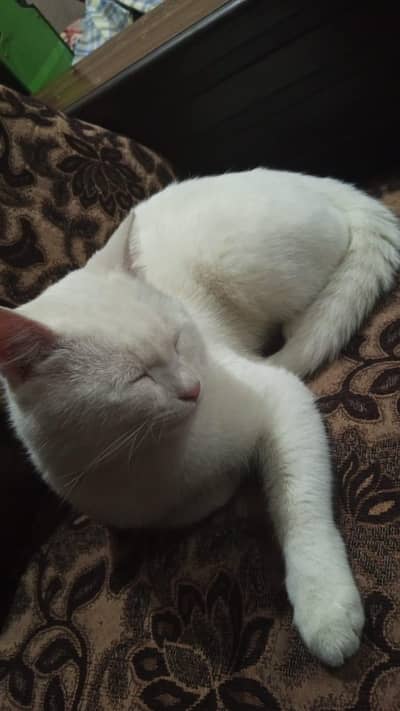 A single cot pershian male cat