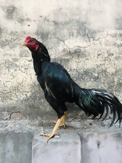 Pure mianwali mushka amroha for sale pure blood line only shaukeen log