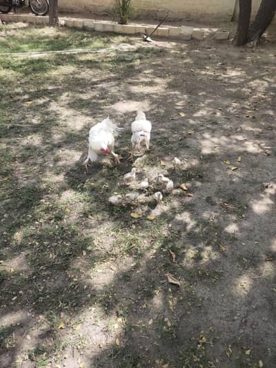 Pure Aseel Heera 5 Pair