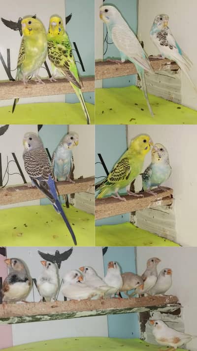 5 Budgies Pair & Finches Pair Available