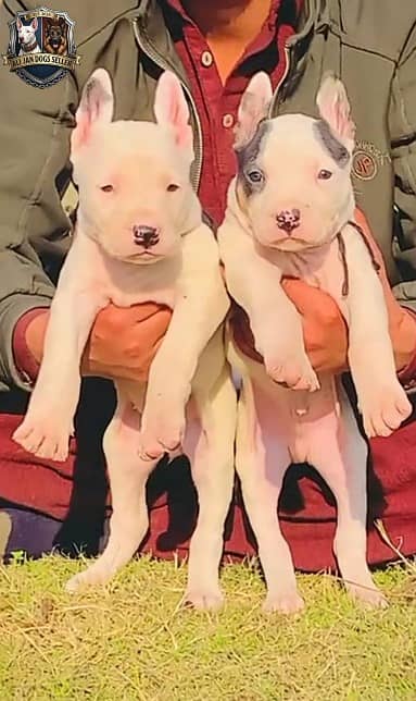 gultair dog | gultair | gultair puppies pair for sale | gultair puppy